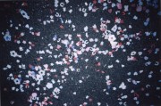 confetti * 889 x 588 * (145KB)